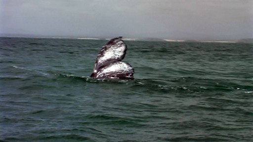 guerrero-negro-whale1