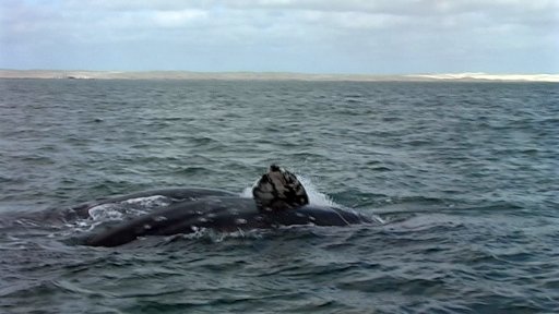 guerrero-negro-whale10