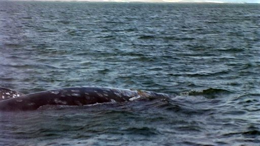 guerrero-negro-whale9