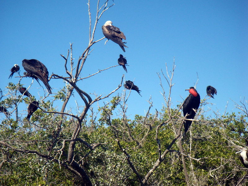 24.Bahia-Magdalena-Frigate-Birds